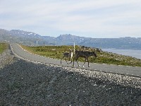 Reindeer on road