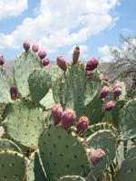 The fruit of the Prickly Pear Cactus