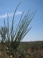 Another adapted inhabitant of the Sonoran Desert, the Ocotillo