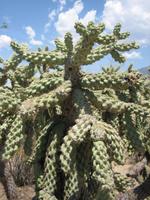 Smooth Chain Fruit Cholla