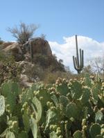 A range of cactii have adapted to life in the Sonoran Desert