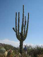 Saguaros grow to over 5m in height in their 175 year lifetimes
