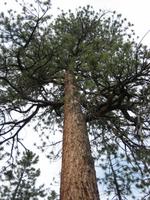 Ponderosa pine in the Coconino and Kaibab National Forests
