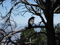 Ravens are apparantly the most abundant wildlife here in the park