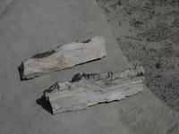 Petrified logs, evidence of the areas once lush vegetation
