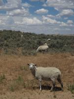 Sheep grazing just outside Chaco