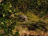 Alligator enjoying the Everglades